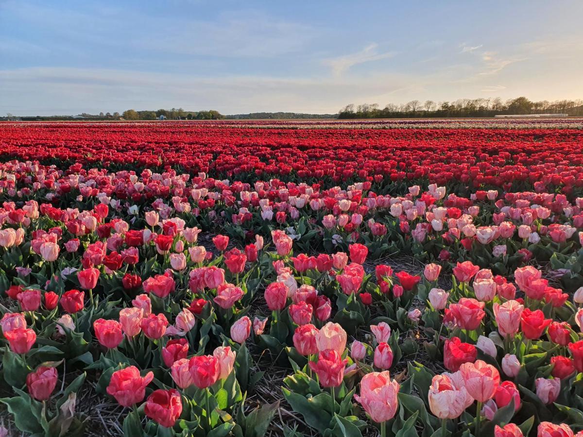 Buitenhuis Egmond Egmond aan den Hoef Esterno foto
